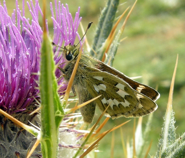 Farfalle nel P.N.A. ad agosto